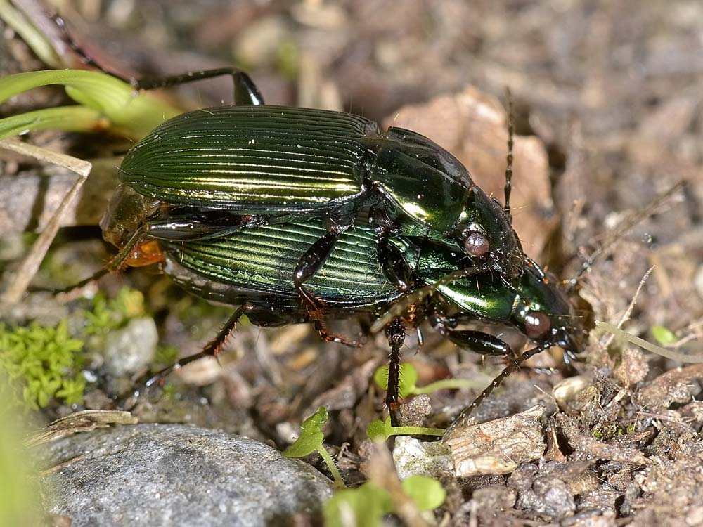 Coppia di Poecilus lepidus gressorius